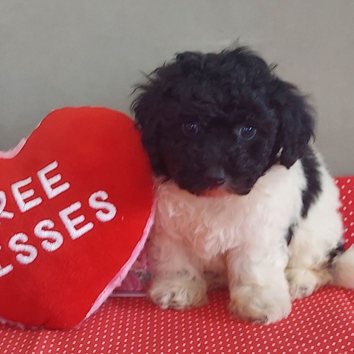 So Cute!  Bichon Frise Toy Poodle Puppies