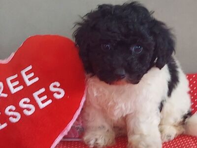 So Cute! Bichon Frise Toy Poodle Puppies
