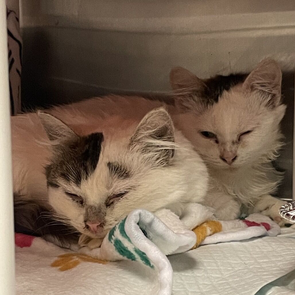 Hello my name is Lemon Icing