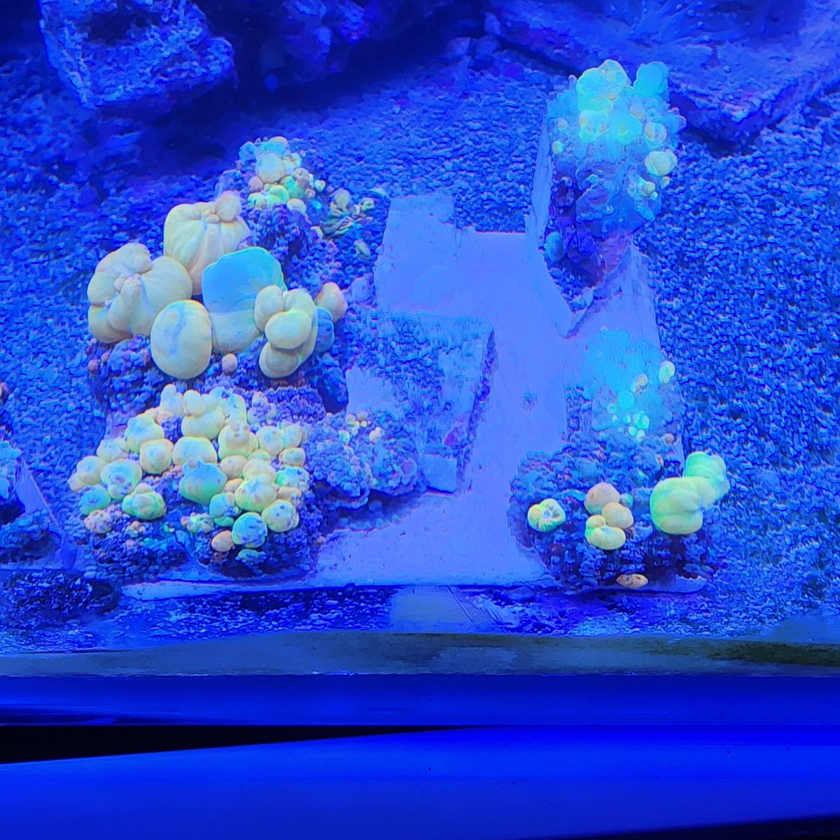 OG Bounce Mushroom Coral Frag