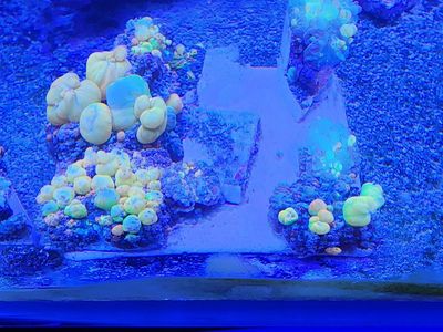 OG Bounce Mushroom Coral Frag