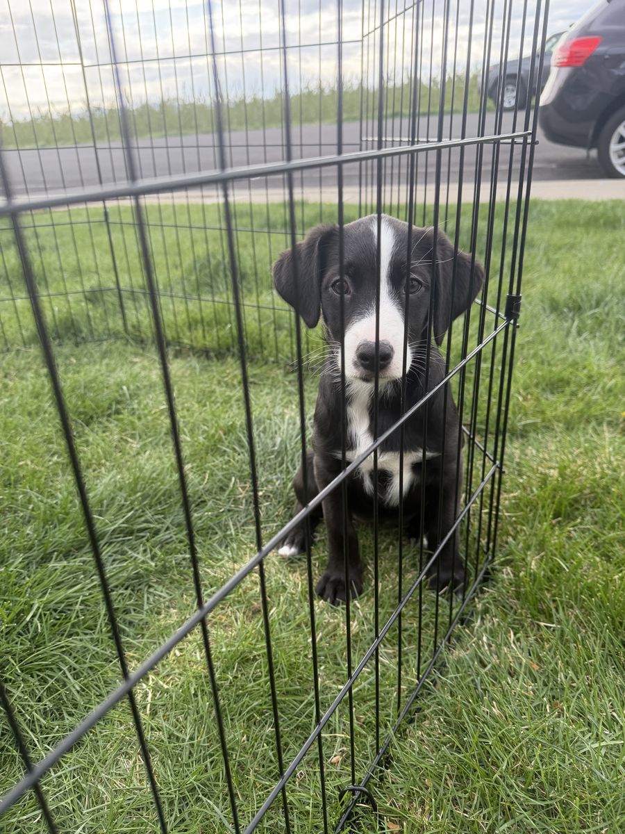 mini aussie heeler/border collie
