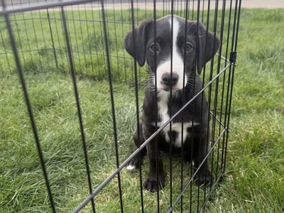 mini aussie heeler/border collie