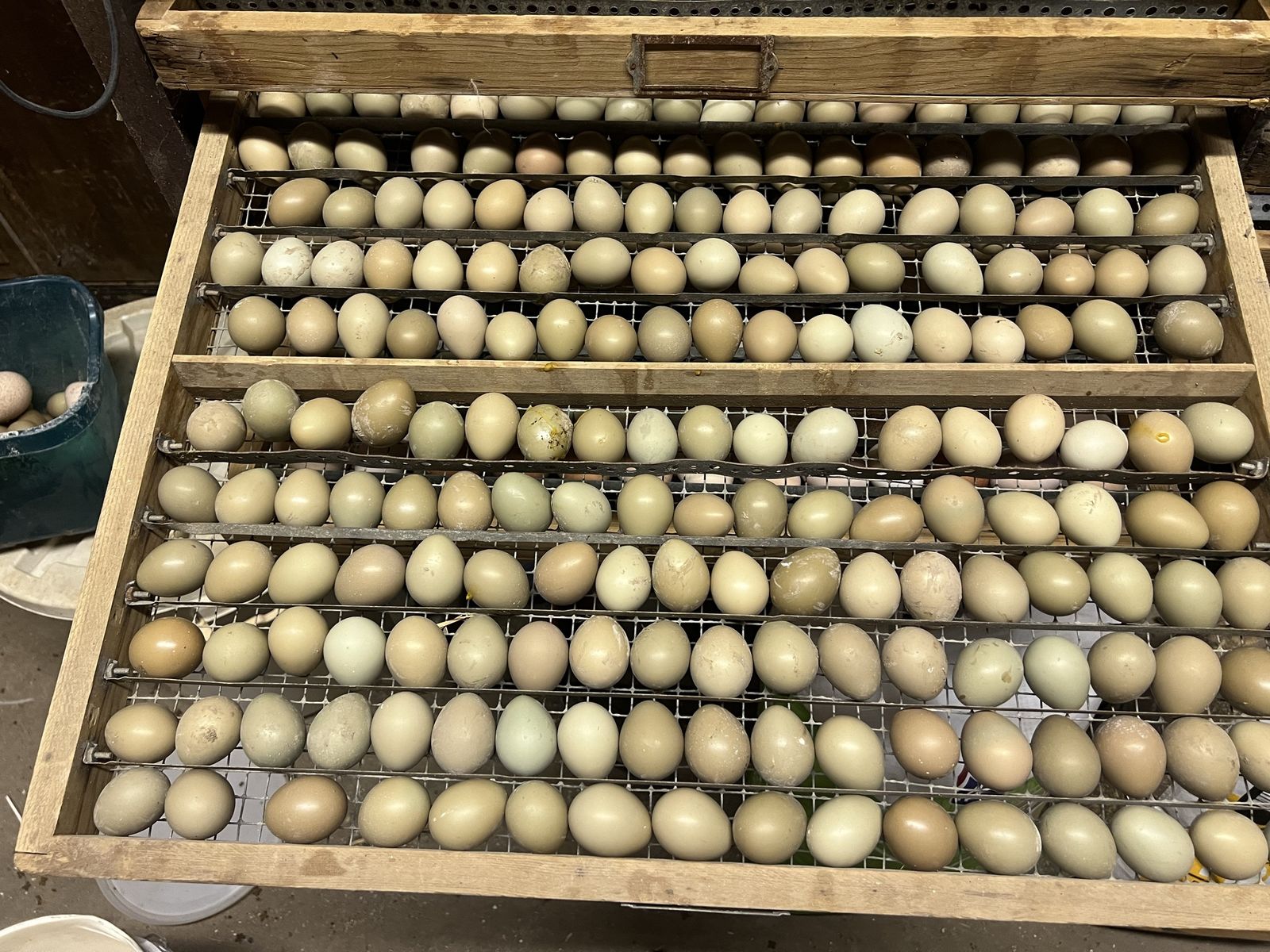 Ringneck Pheasant eggs