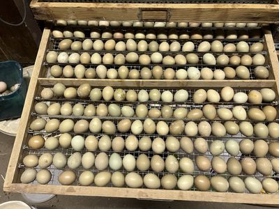 Ringneck Pheasant eggs