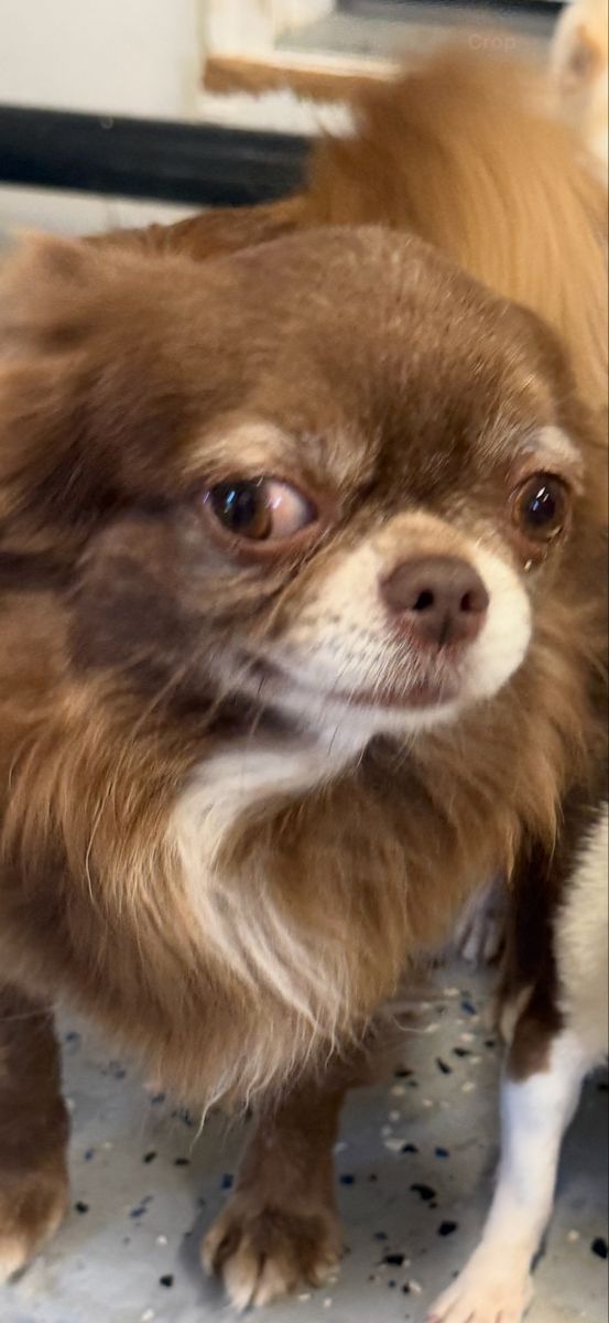 AKC 3 years old long hair, Chihuahua 400