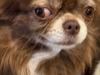 AKC 3 years old long hair, Chihuahua 400