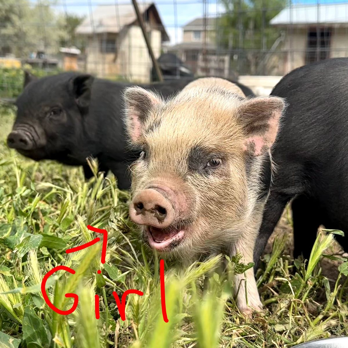 Mini Pig Piglets for sale! 8 weeks old. Potbelly/J