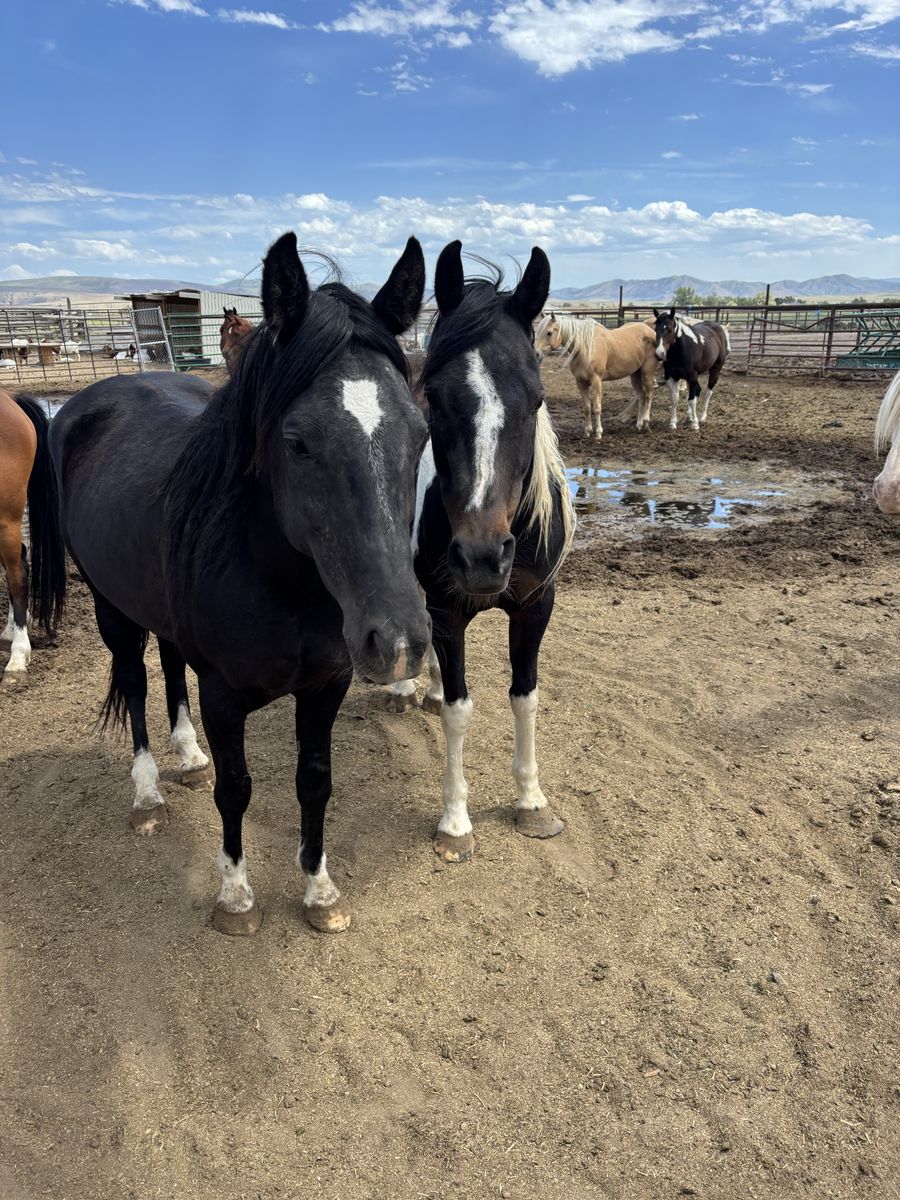 2 Project Horses