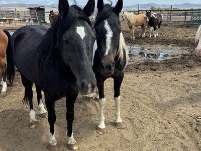 2 Project Horses