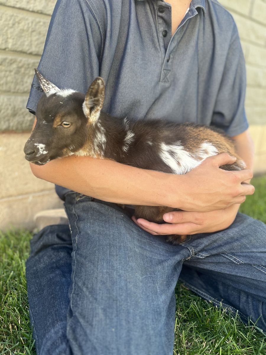 New herd sire
