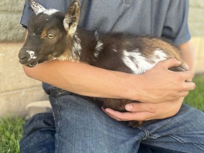 New herd sire