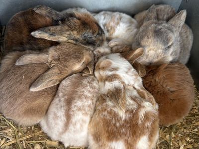 Pure Standard Rex Meat Rabbits