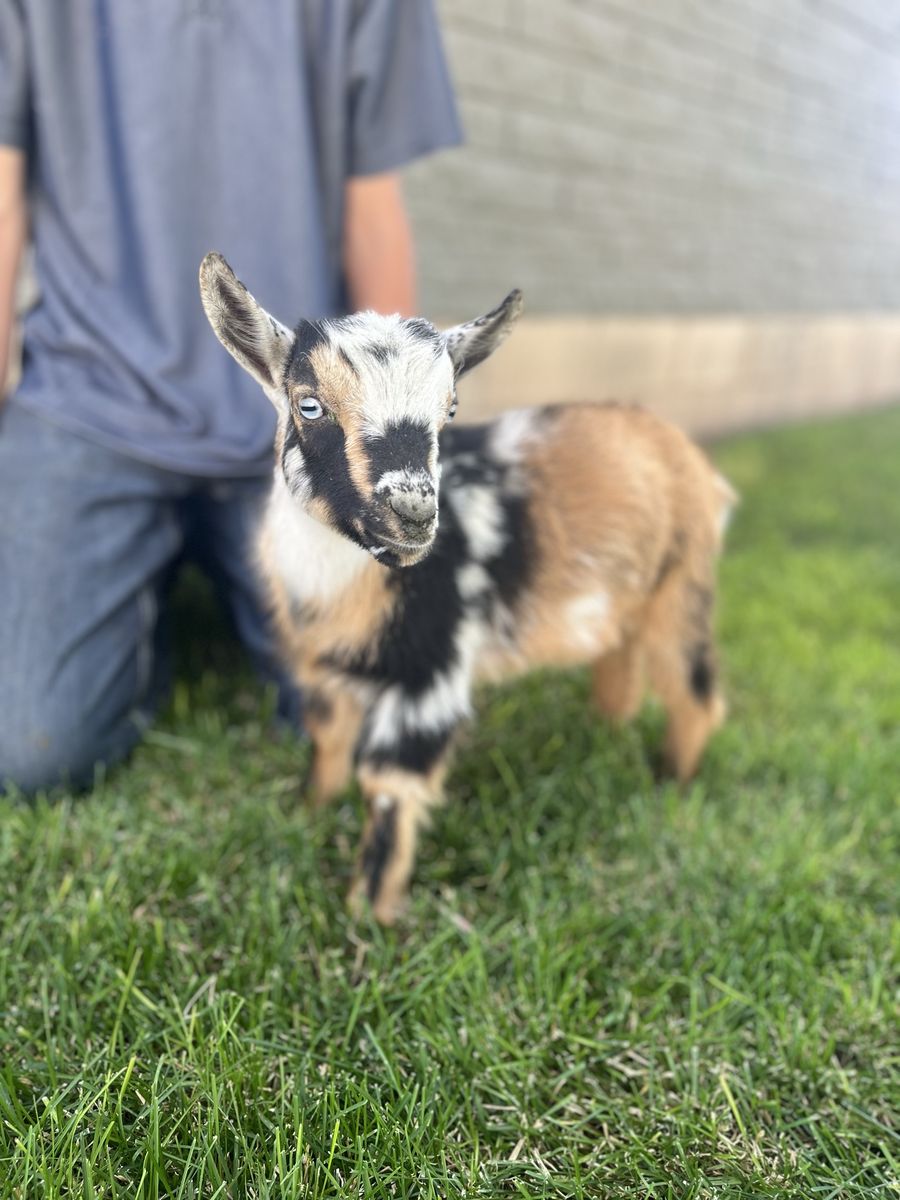 Sure to be your new favorite Nigerian Dwarf
