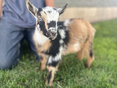 Sure to be your new favorite Nigerian Dwarf
