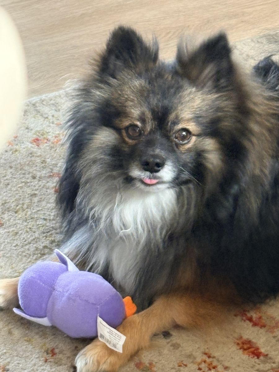Beautiful Pomeranian boy needing to rehome