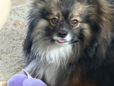 Beautiful Pomeranian boy needing to rehome