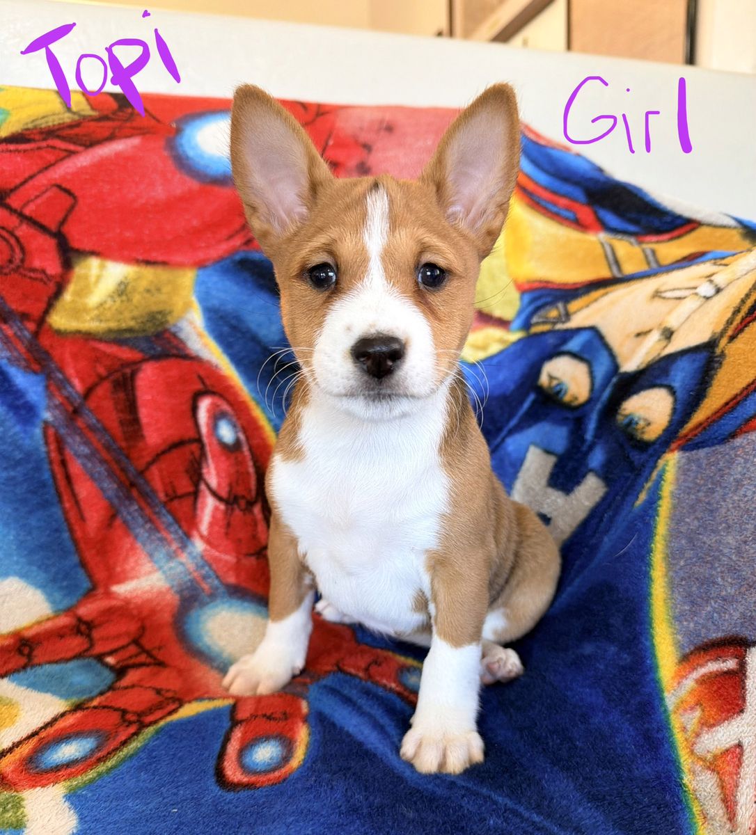 NO BARK Basenji Pups! Full AKC Health tested