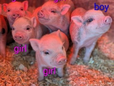 micro mini pig Juliana's can bottle feed