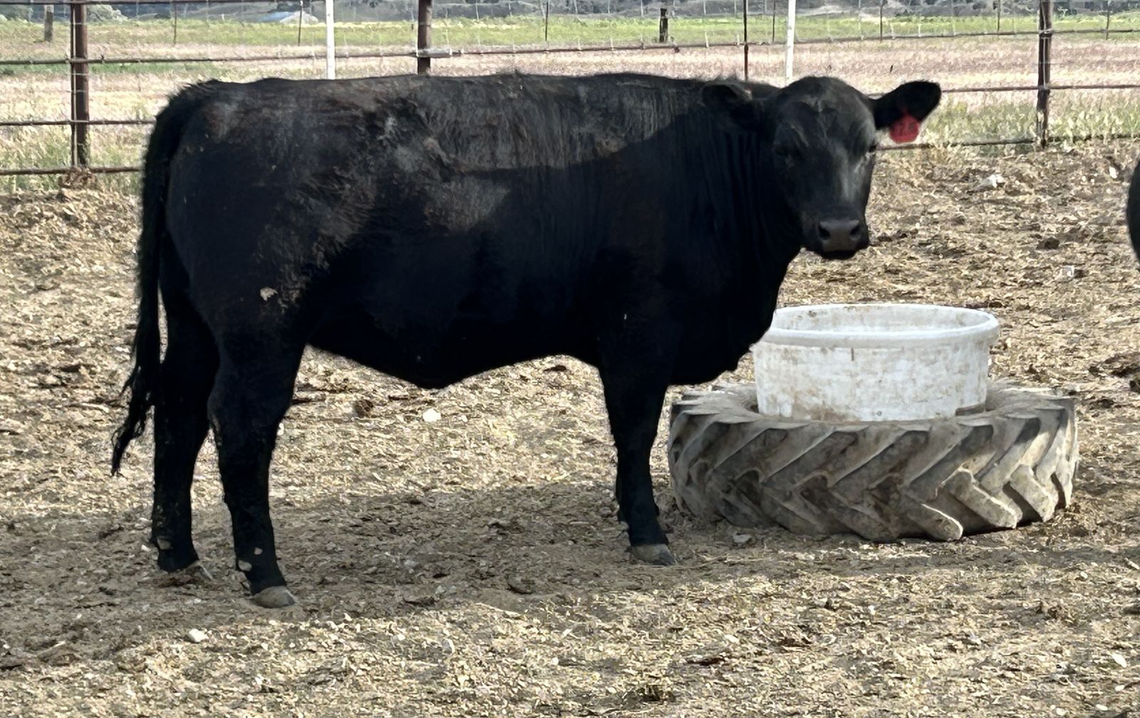 Aberdeen angus Lowline heifer (Bred)