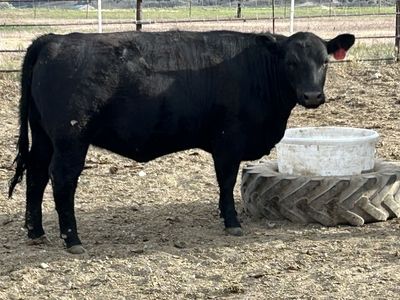 Aberdeen angus Lowline heifer (Bred)