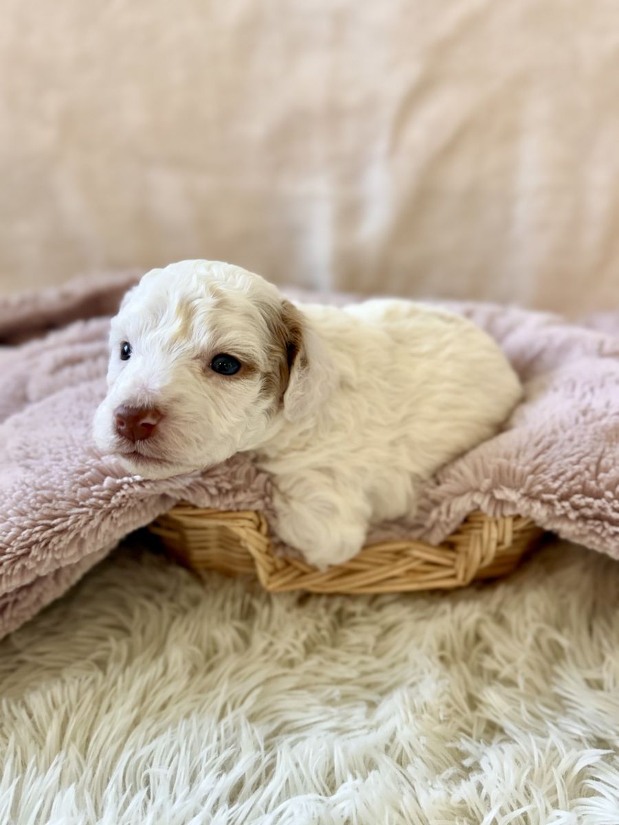 Mini Multigenerational Bernedoodle Puppies