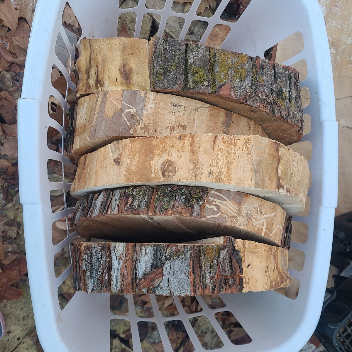 Silver Maple Rounds $5 each uneven cut. cash