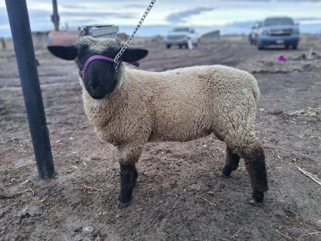 Suffolk Ram