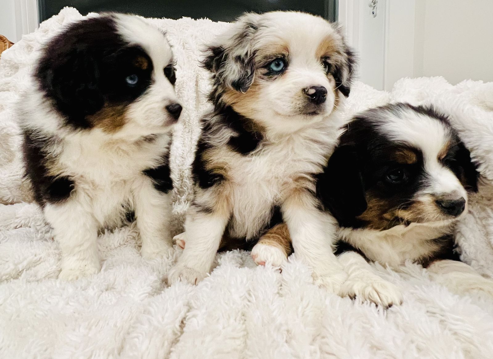 ASDR Mini Australian Shepherd Puppies Ready Now