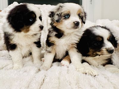 ASDR Mini Australian Shepherd Puppies Ready Now