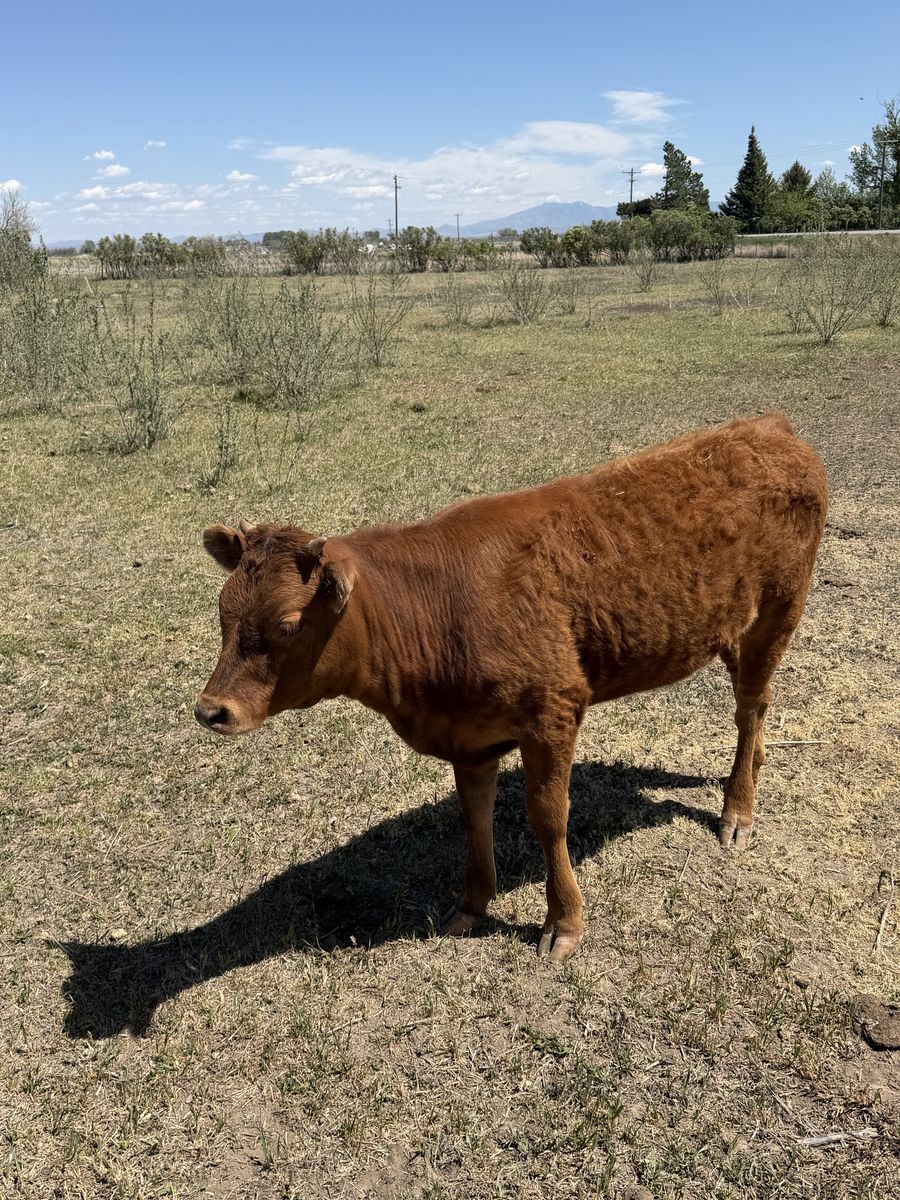 Heifer