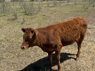 Heifer
