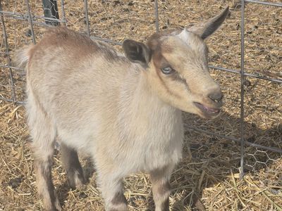 Blue Eyed Nigerian Dwarf Goat Doeling – Ready Immediately