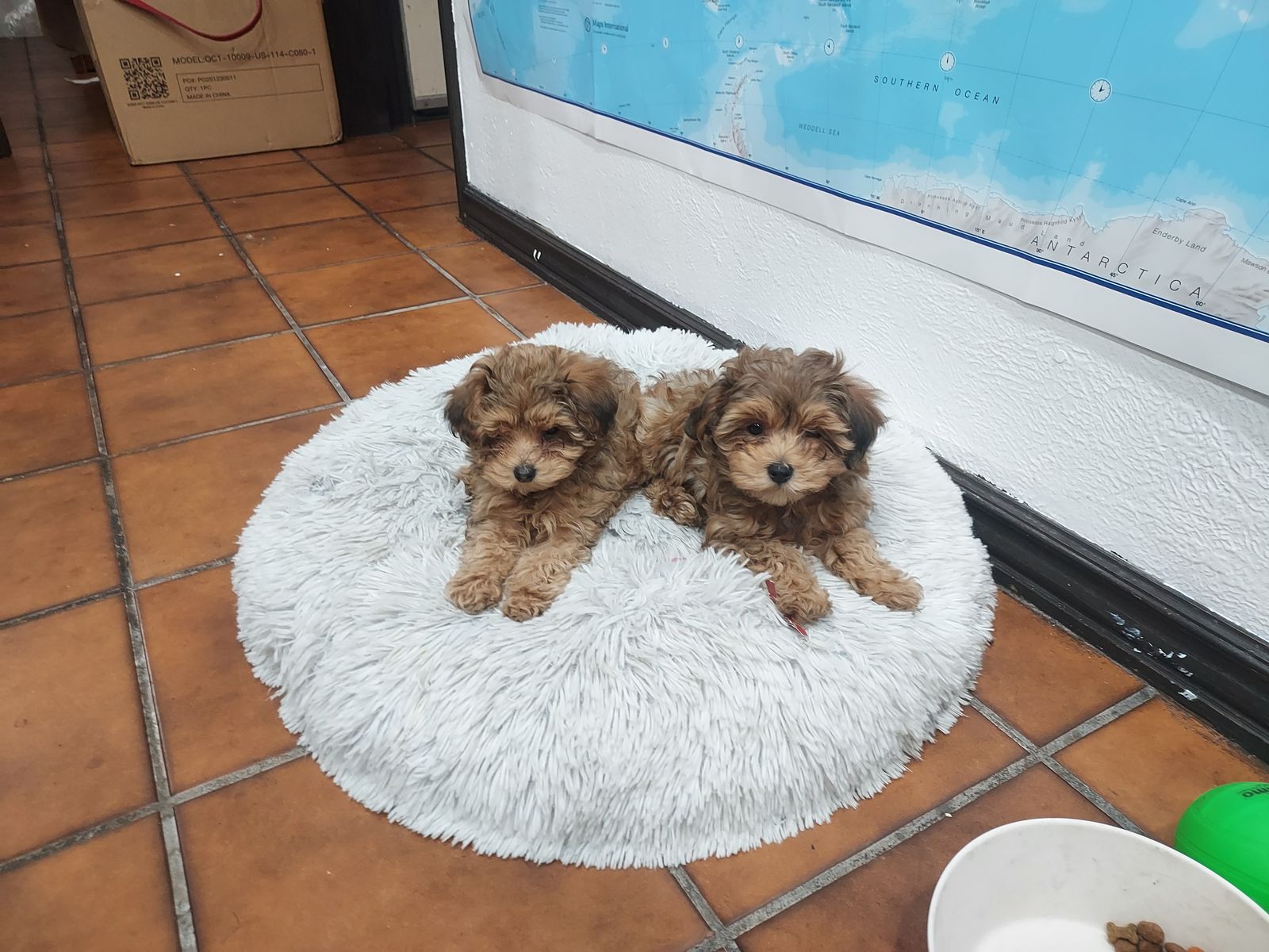 Yorkiepoo Puppies