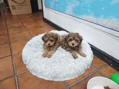 Yorkiepoo Puppies