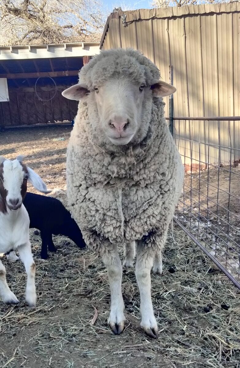3 Year-Old Ram