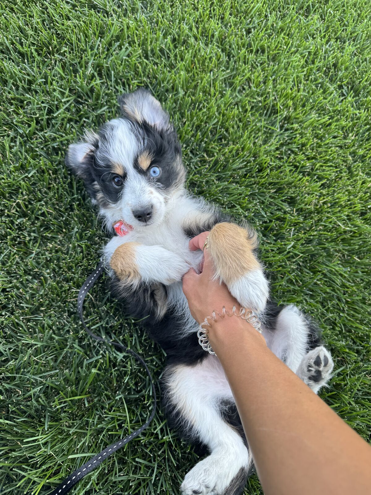 Mini Aussie-Doodle Puppy
