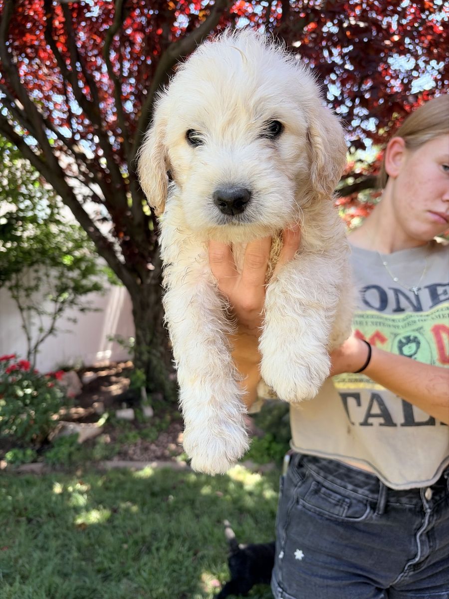 Labradoodles/ Goldendoodles
