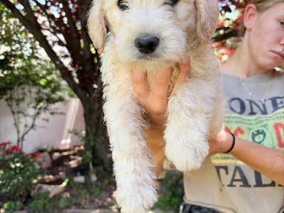 Labradoodles/ Goldendoodles
