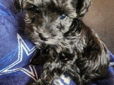 Yorkiepoo puppies