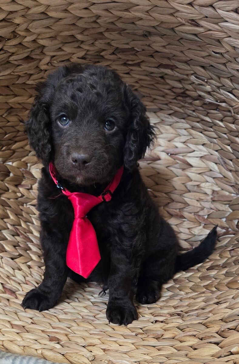 Mini Teacup Golden Retriever Puppies