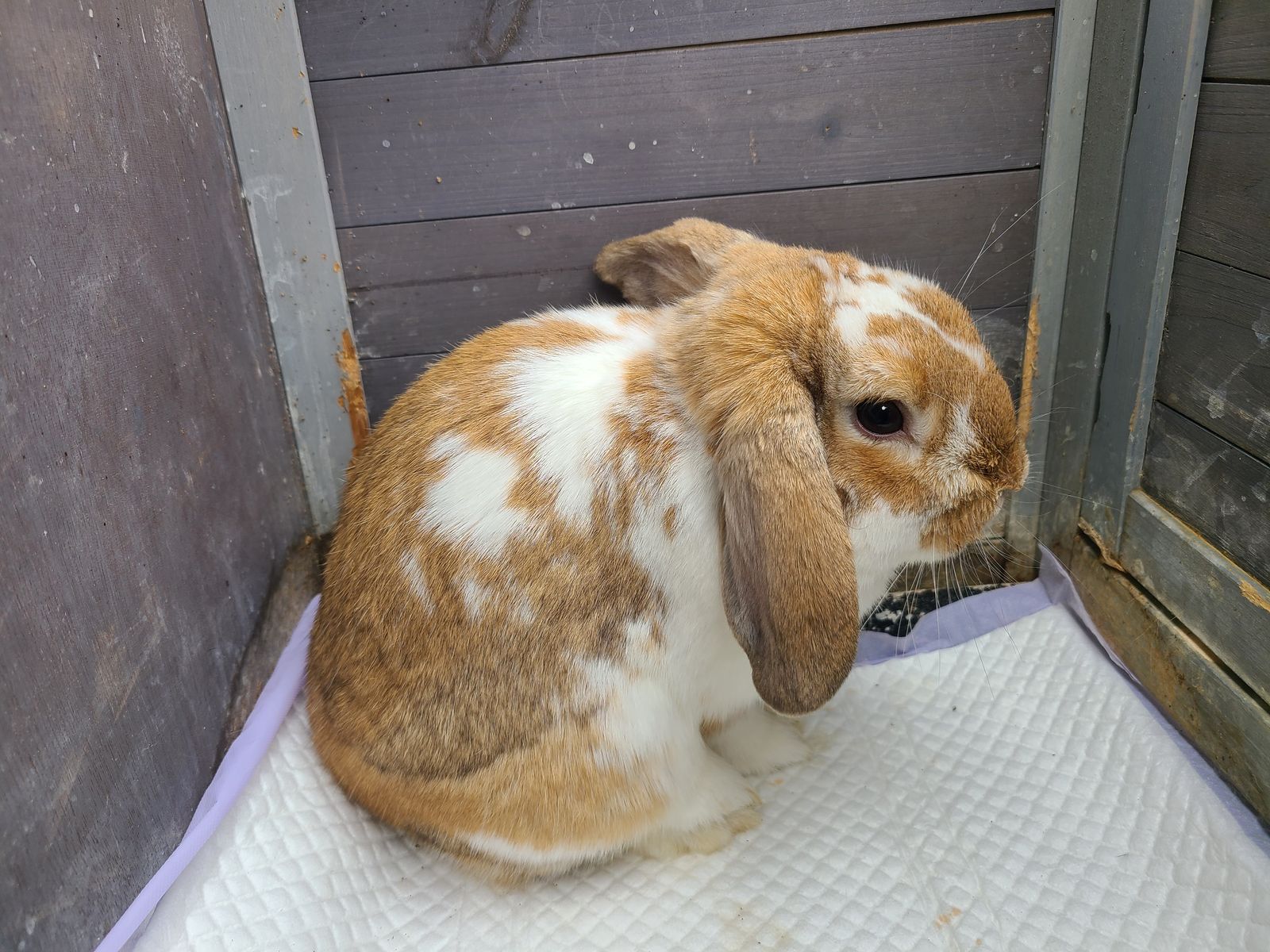 Holland Lop Bunny Rabbit & Two-Story Wooden Rabbit Hutch Enclosure