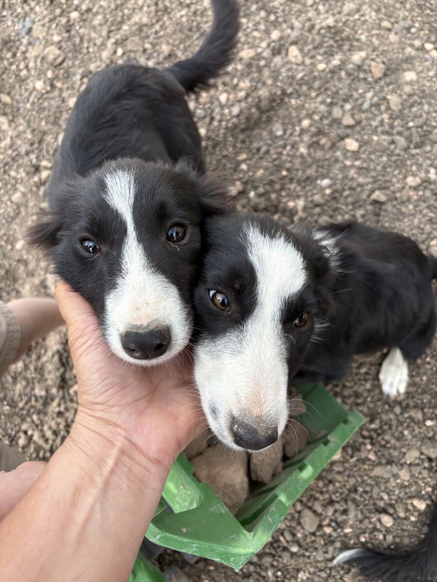 Purebred Border Collie