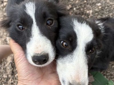 Purebred Border Collie