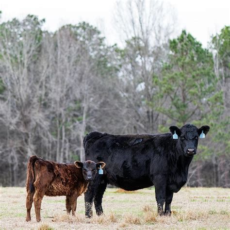 Looking for summer pasteur for 65 cow/calf pairs and 4 bulls
