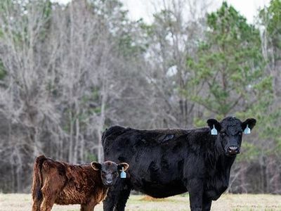 Looking for summer pasteur for 65 cow/calf pairs and 4 bulls