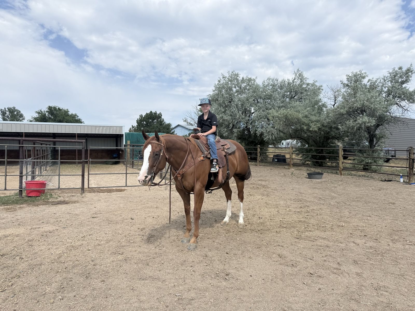 Five year-old quarter horse mare