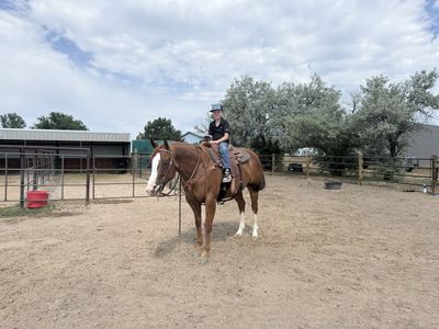 Five year-old quarter horse mare