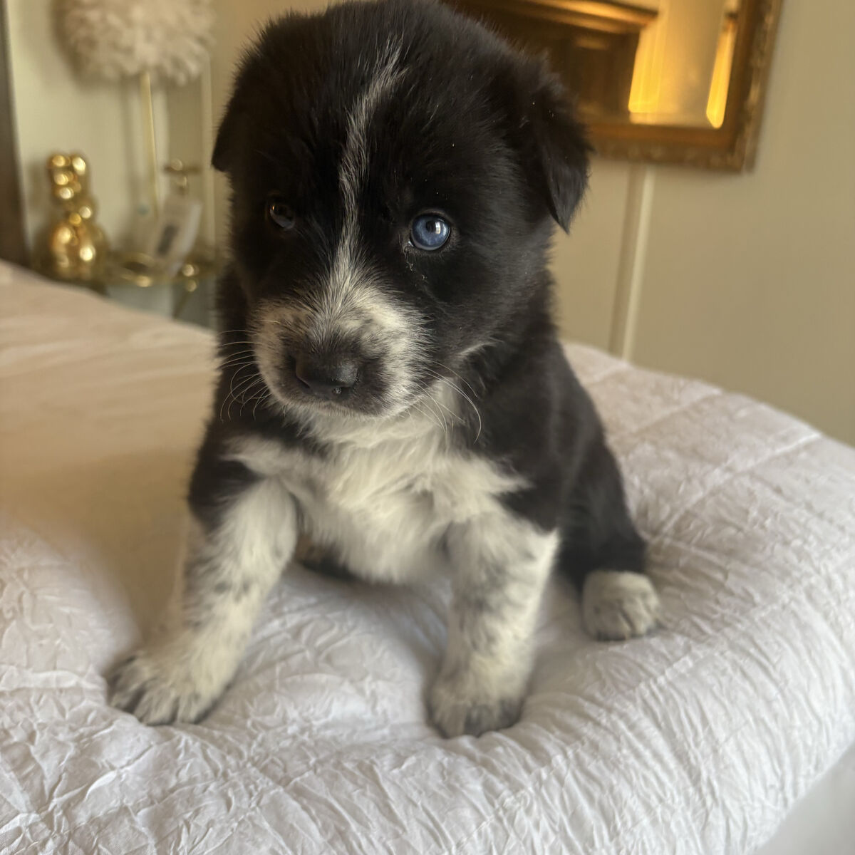 Siberian Husky German Shepard Mix Puppies