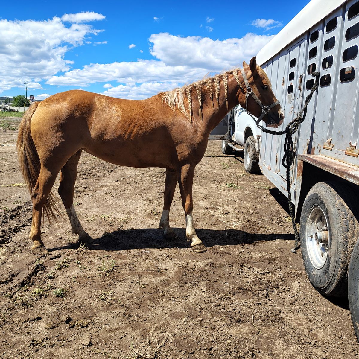 Super cute qh mare 